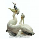 Фигура «Два пеликана»